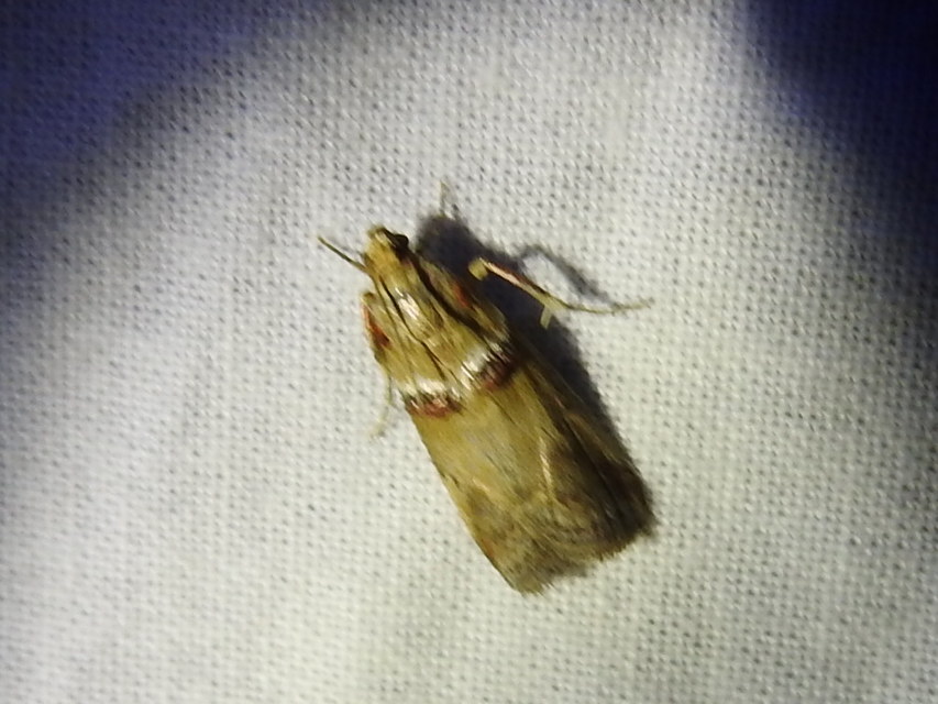 Acrobasis tumidana - bordás karcsúmoly