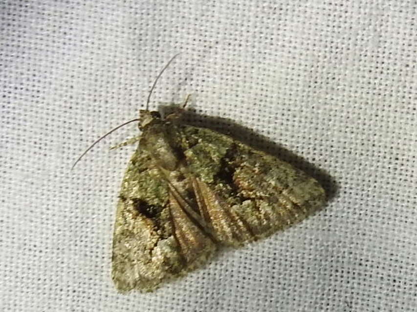 Cryphia algae - sárgászöld zuzmóbagoly