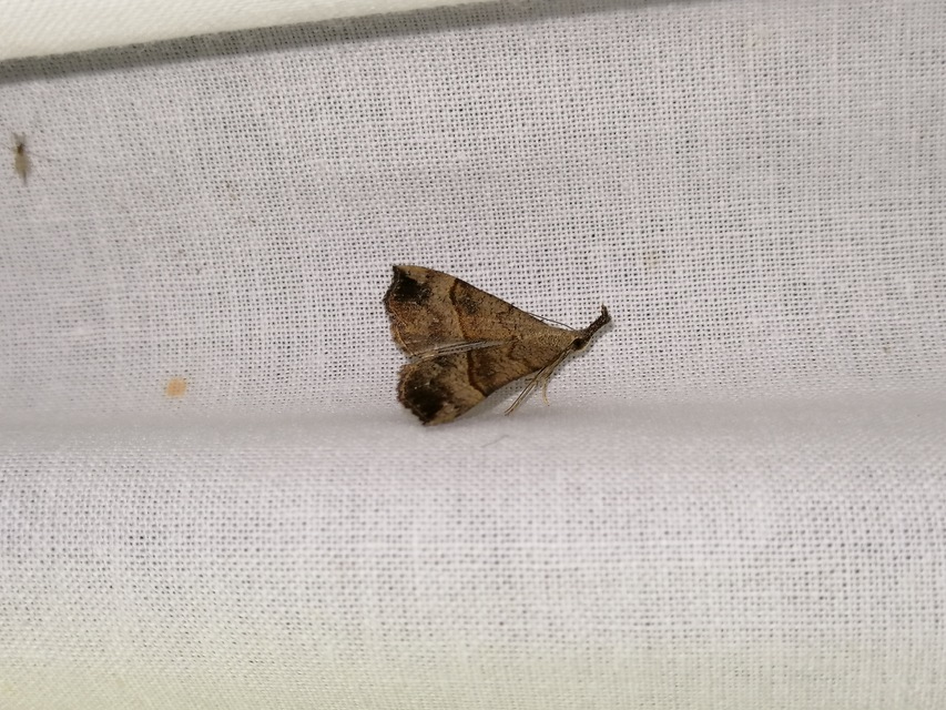 Hypena proboscidalis - ormányos karcsúbagoly