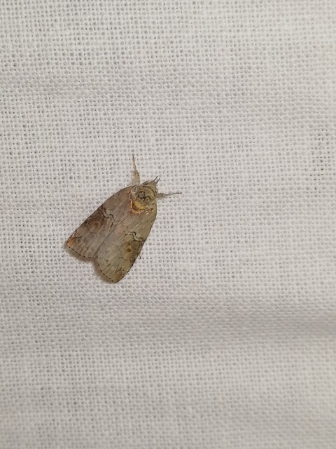 Nycteola asiatica - nyárfa-trapézbagoly