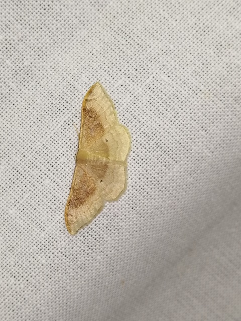 Idaea degeneraria - barnasávos araszoló