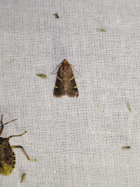 Hypsopygia glaucinalis - rezes fényilonca
