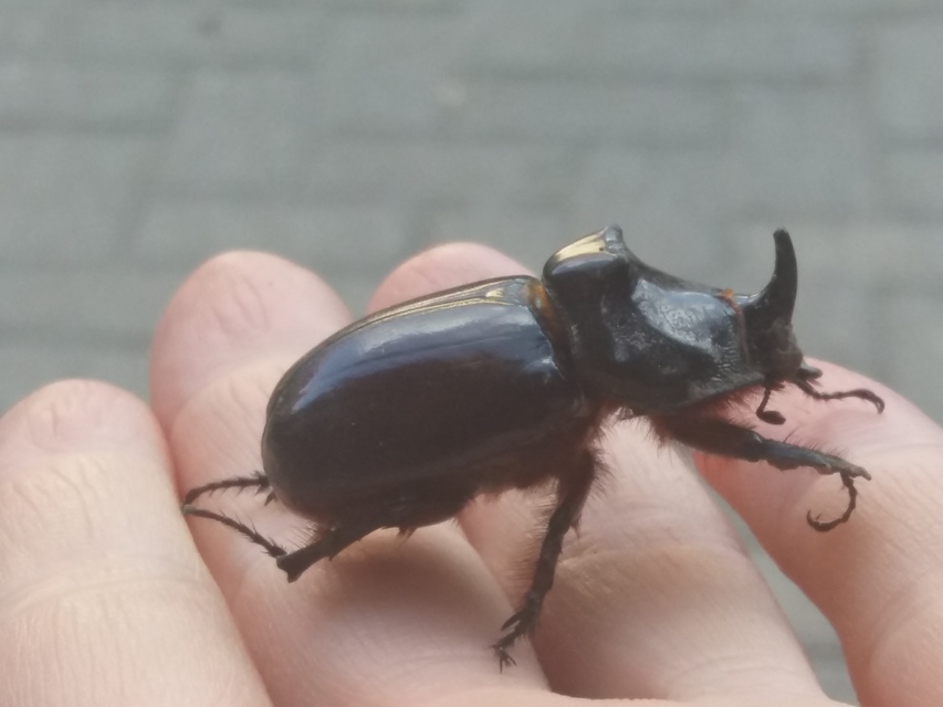 Oryctes nasicornis - orrszarvú bogár