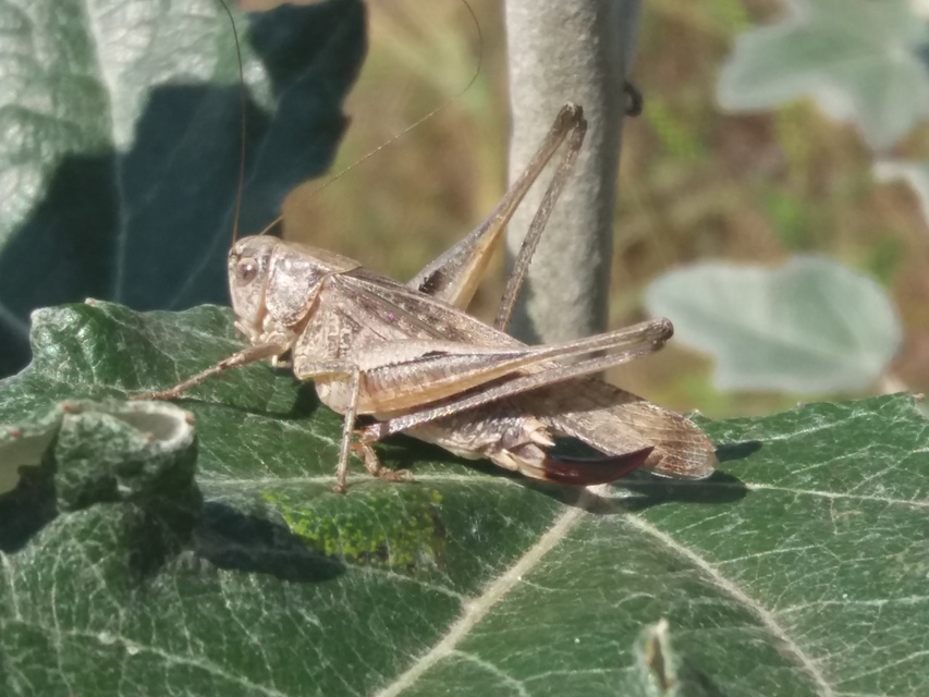 Platycleis grisea - szürke rétiszöcske
