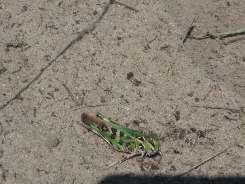 Oedaleus decorus - szalagos sáska