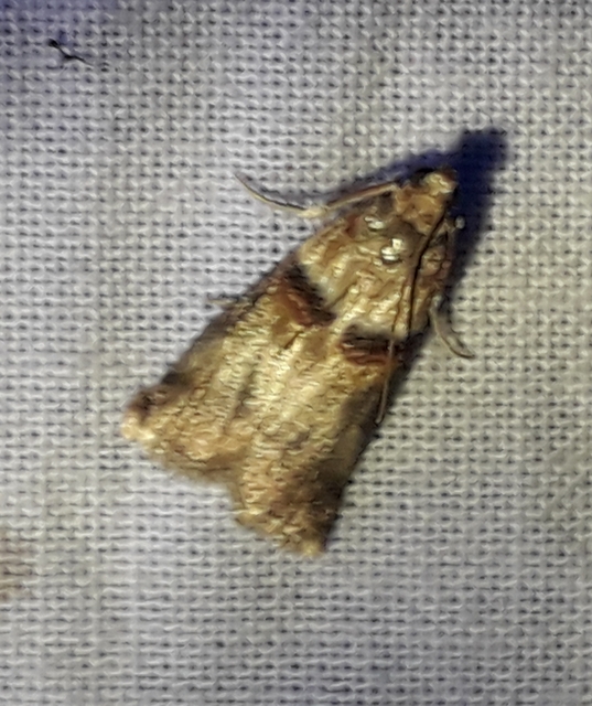 Acrobasis tumidana - bordás karcsúmoly