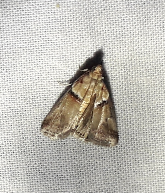 Acrobasis tumidana - bordás karcsúmoly