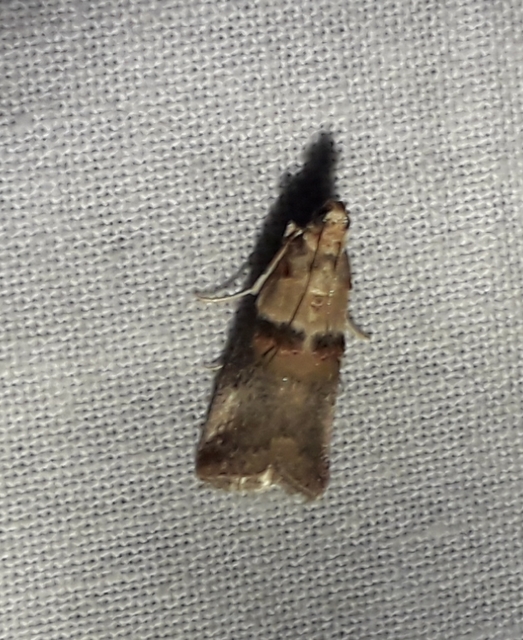Acrobasis tumidana - bordás karcsúmoly
