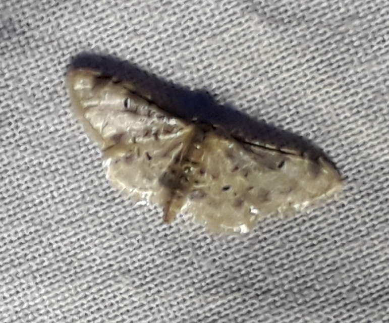 Idaea filicata - sötéttövű apróaraszoló