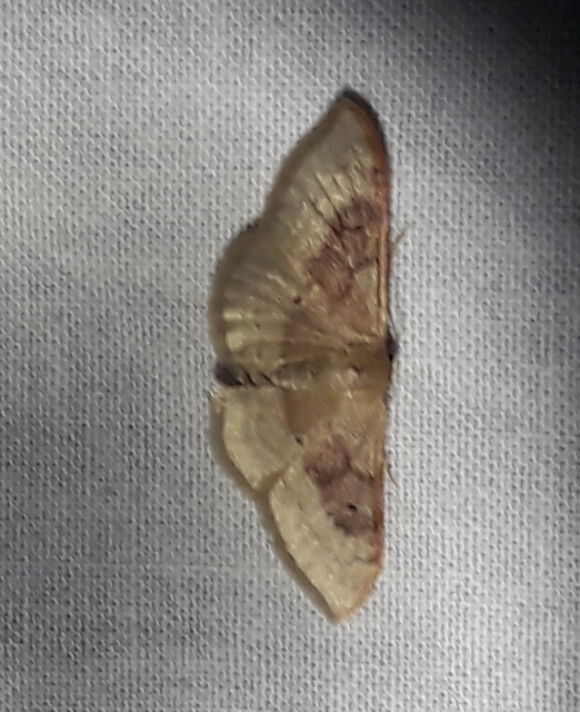 Idaea degeneraria - barnasávos araszoló