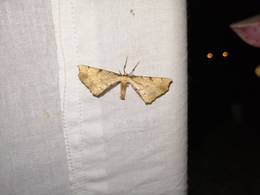Artiora evonymaria - kecskerágó-araszoló