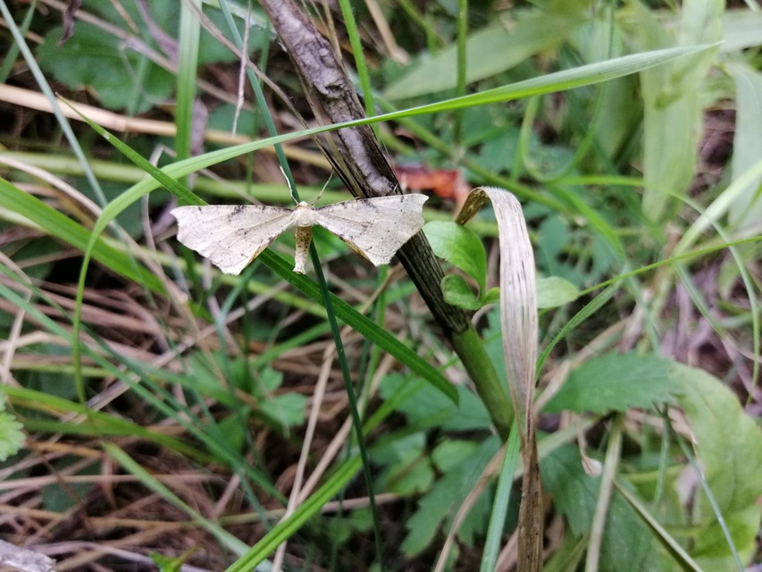 Artiora evonymaria - kecskerágó-araszoló