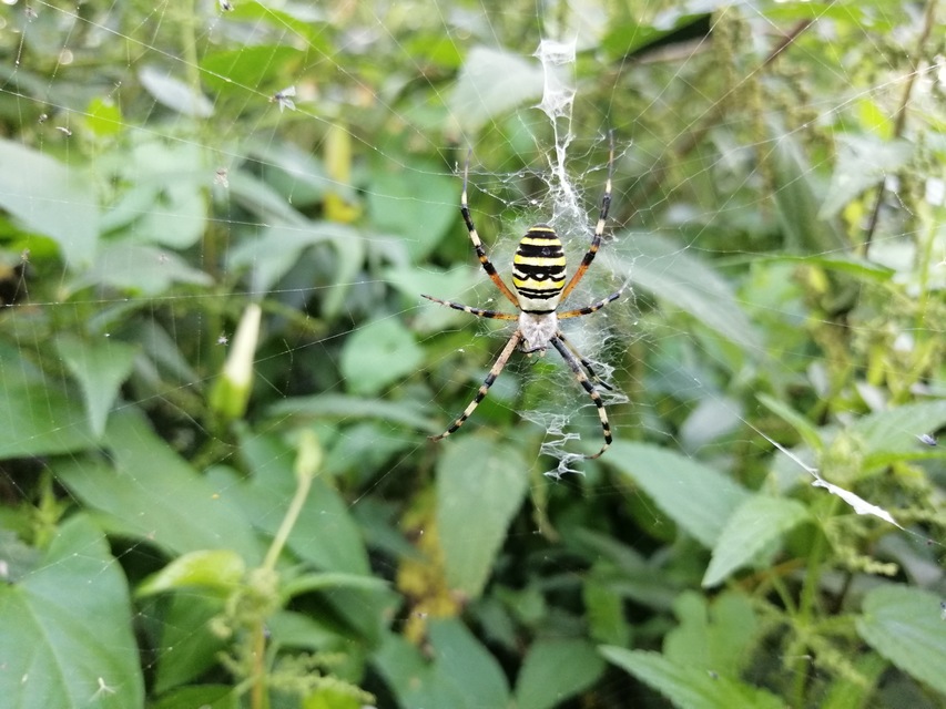 Argiope bruennichi - darázspók