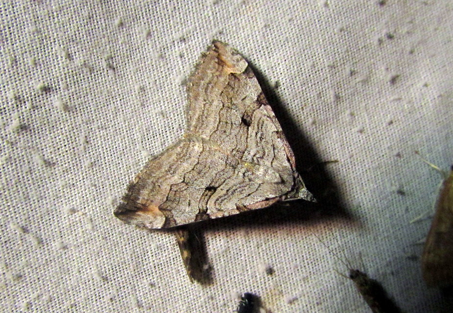 Aplocera efformata/plagiata