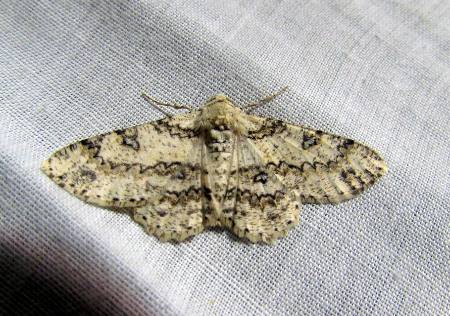 Ascotis selenaria - holdas faaraszoló