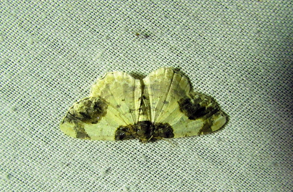 Ligdia adustata - barna levélaraszoló