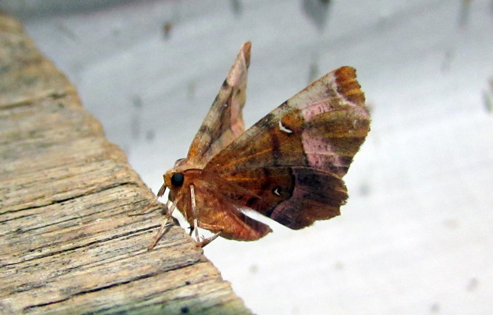 Selenia tetralunaria - négyfoltos holdasaraszoló