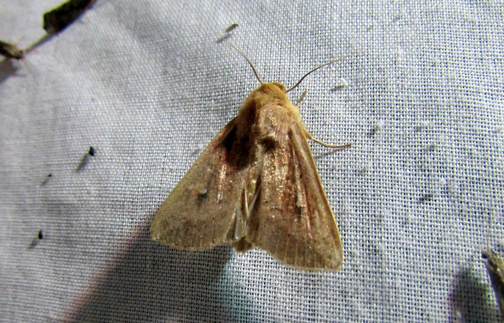 Mythimna albipuncta - fehérpettyes rétibagoly