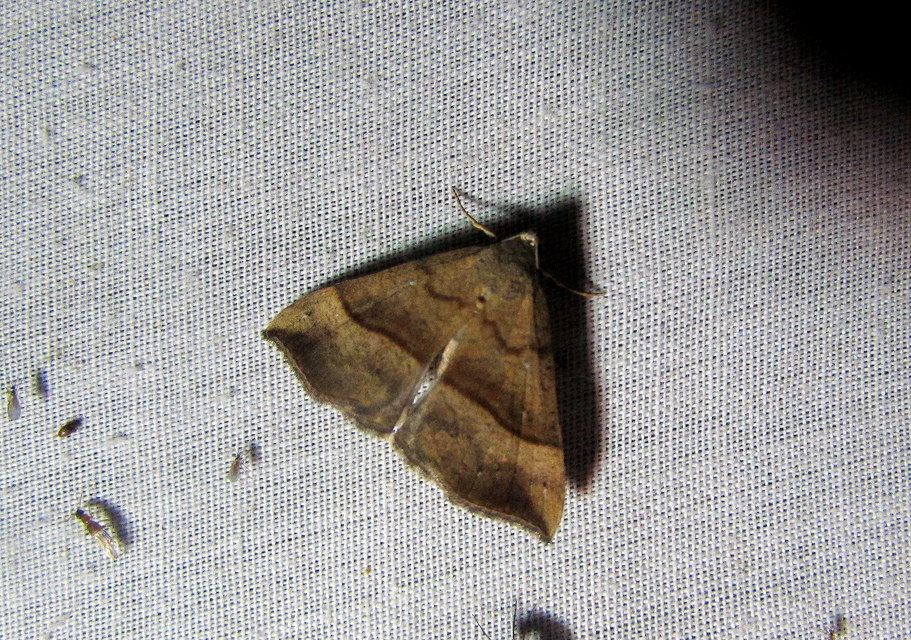 Hypena proboscidalis - ormányos karcsúbagoly