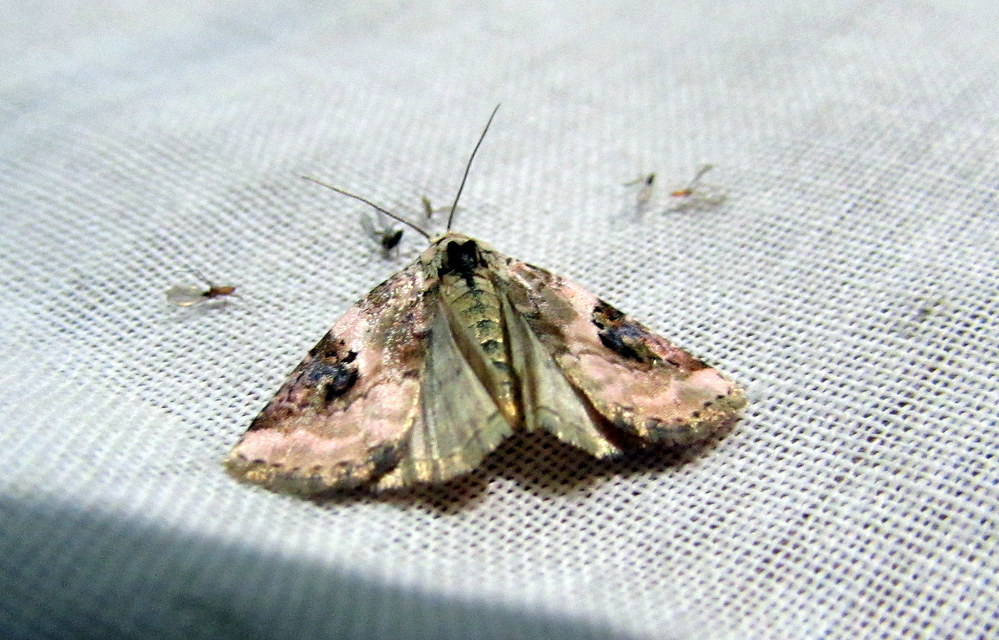 Pseudeustrotia candidula - fehéres apróbagoly