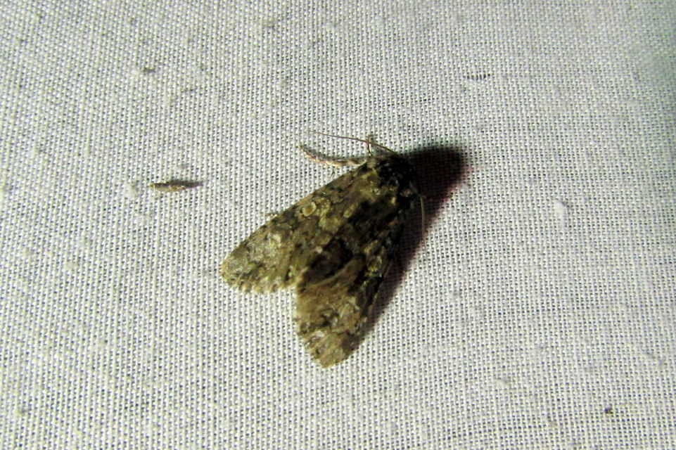 Craniophora ligustri - fagyalbagoly