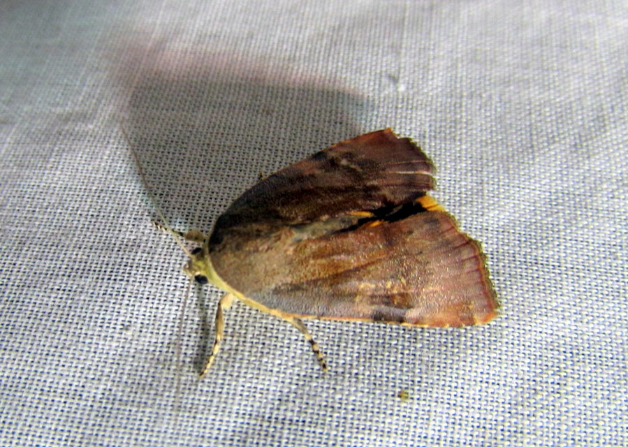 Noctua janthe/janthina