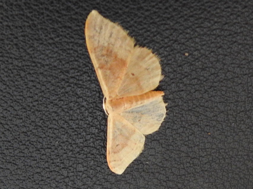 Idaea degeneraria - barnasávos araszoló