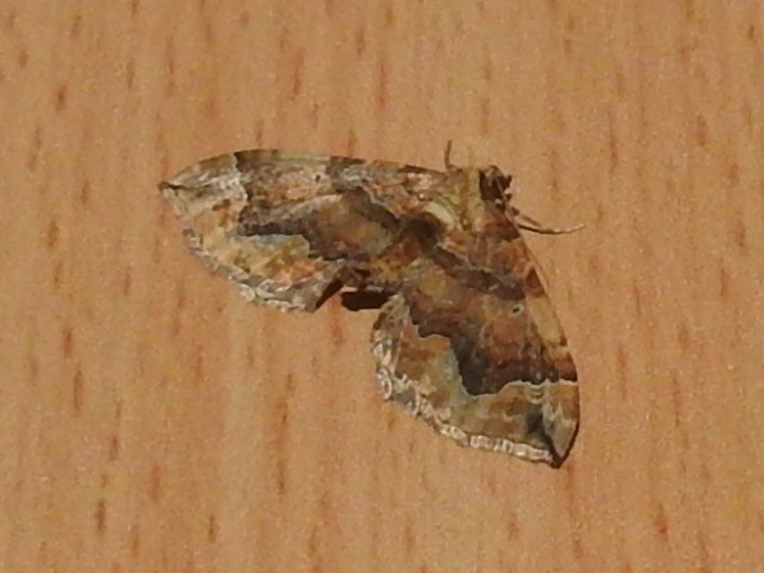 Pelurga comitata - nagy tarkaaraszoló