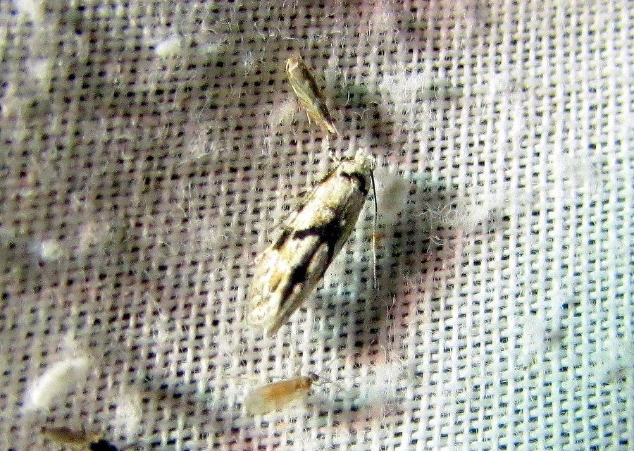 Stenolechiodes pseudogemmellus - molyhostölgyes sarlósmoly