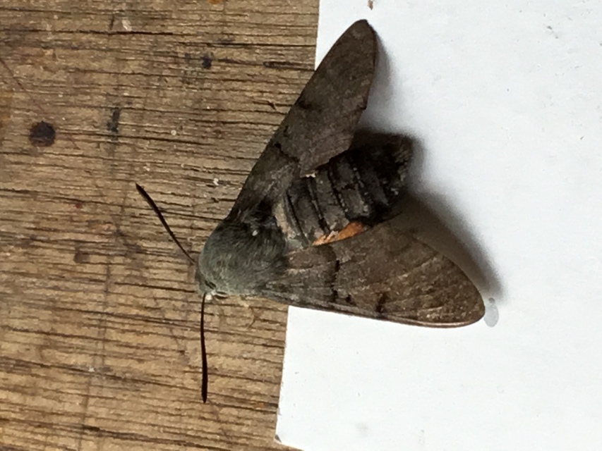 Macroglossum stellatarum - kacsafarkú szender
