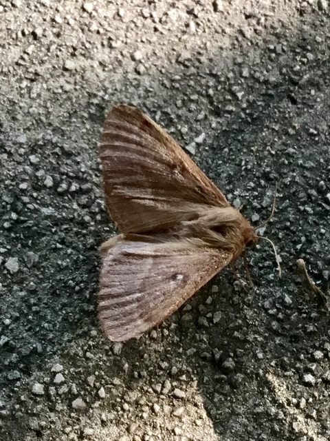 Lasiocampa trifolii - lóhereszövő