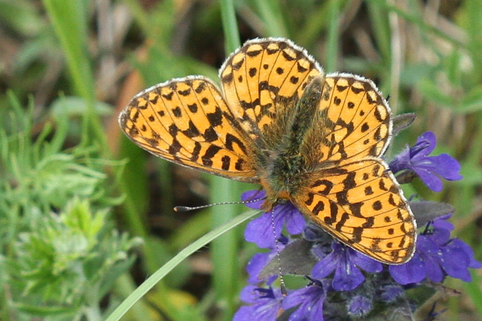 Boloria euphrosyne - árvácska-gyöngyházlepke