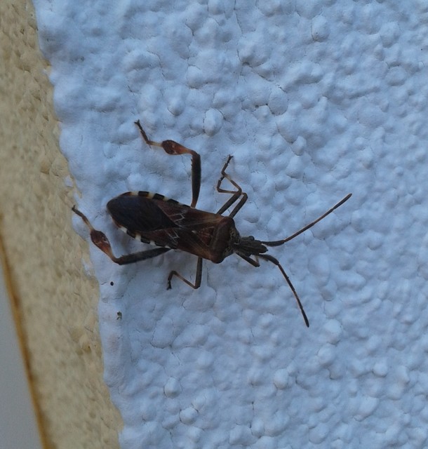 Leptoglossus occidentalis - nyugati levéllábú poloska