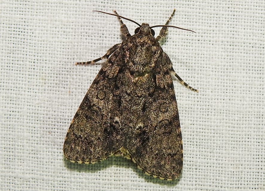 Acronicta rumicis - sóska-szigonyosbagoly