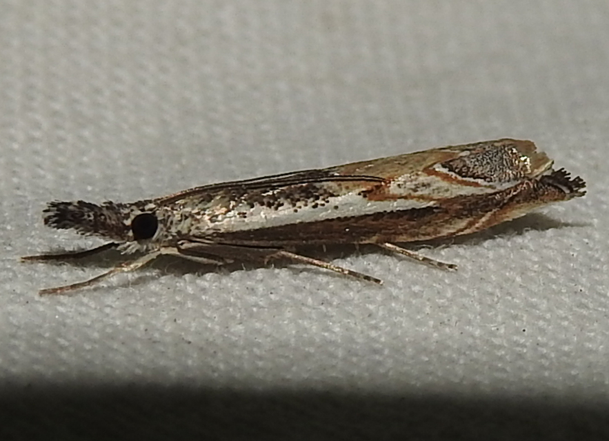 Platytes alpinella - moharágómoly