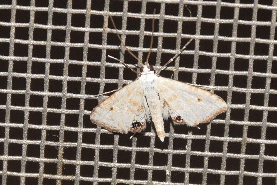 Cataclysta lemnata - békalencsemoly