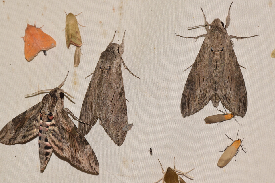 Agrius convolvuli - szulákszender