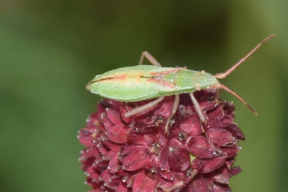 Myrmus miriformis - kurtaszárnyú karimáspoloska