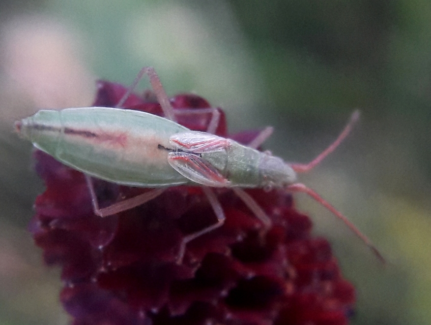 Myrmus miriformis - kurtaszárnyú karimáspoloska