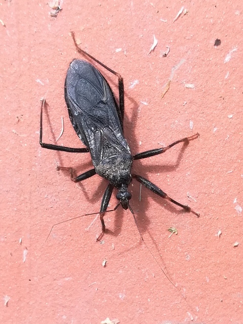 Reduvius personatus - szemetes zugpoloska