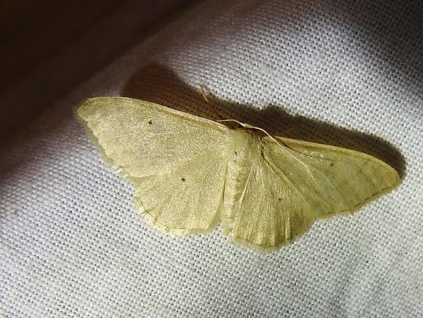 Idaea straminata - szalmasárga sávosaraszoló