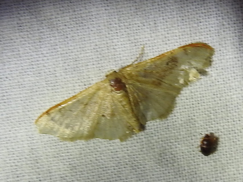 Idaea degeneraria - barnasávos araszoló