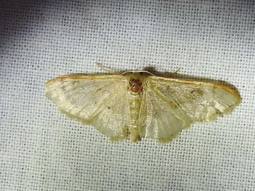 Idaea degeneraria - barnasávos araszoló