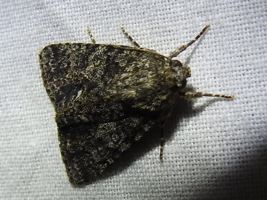 Acronicta rumicis - sóska-szigonyosbagoly
