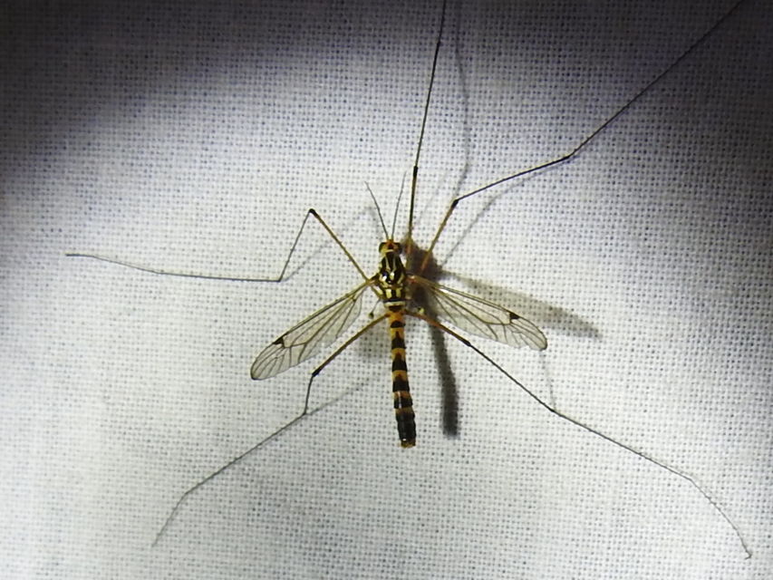 Nephrotoma