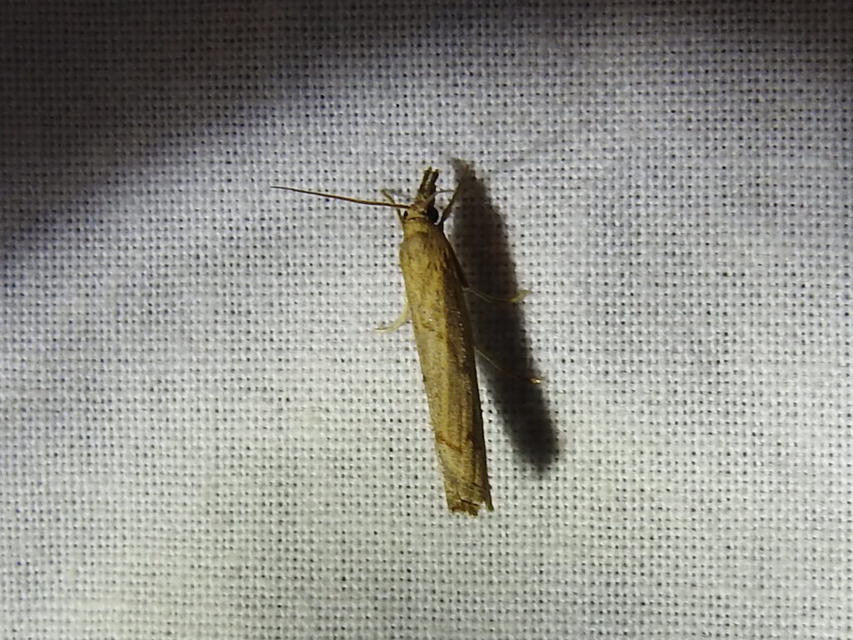 Pediasia contaminella - mocskos fűgyökérmoly