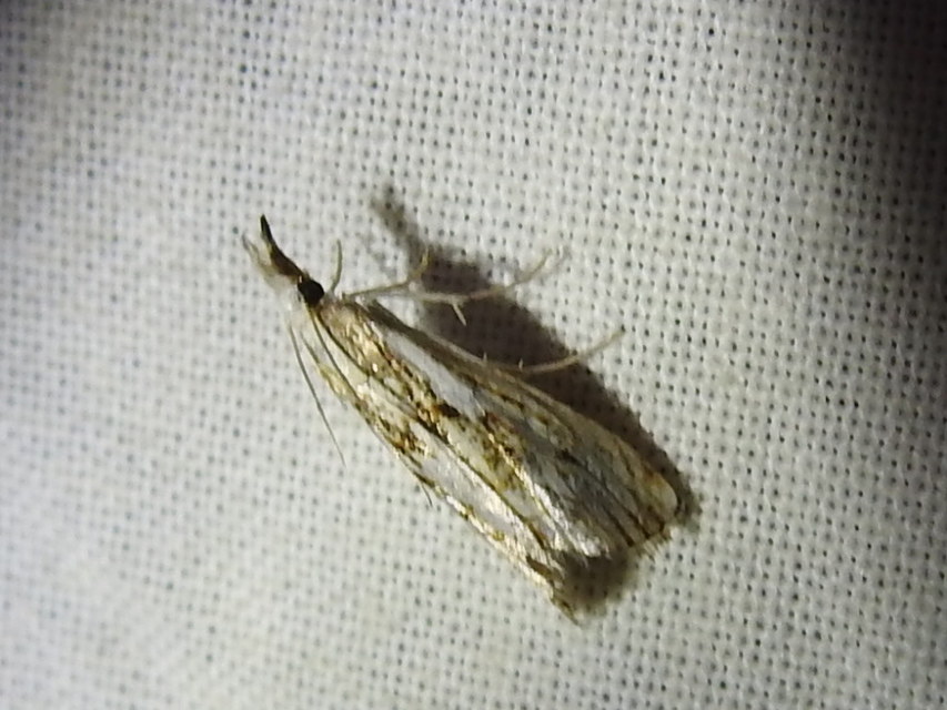 Catoptria falsella - hálós fűgyökérmoly
