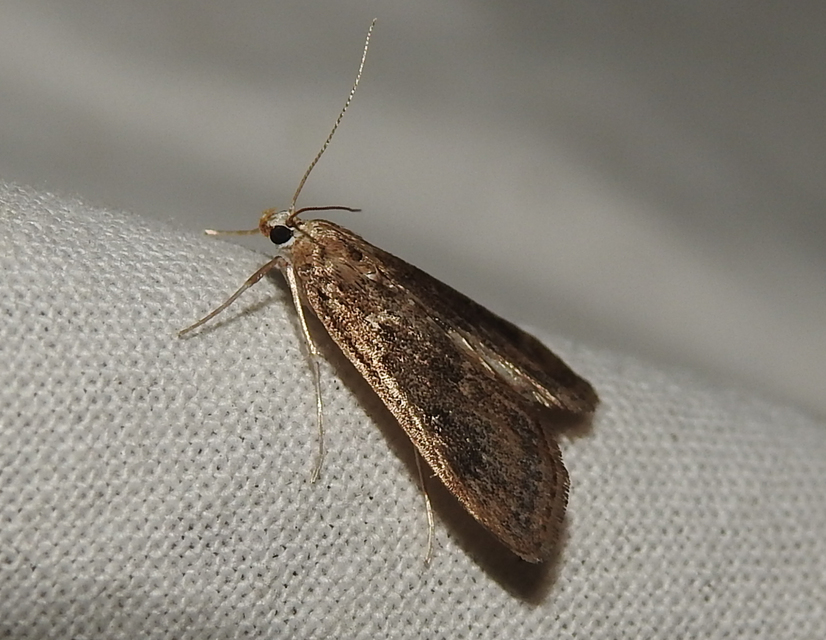 Parapoynx stratiotata - közönséges vízimoly