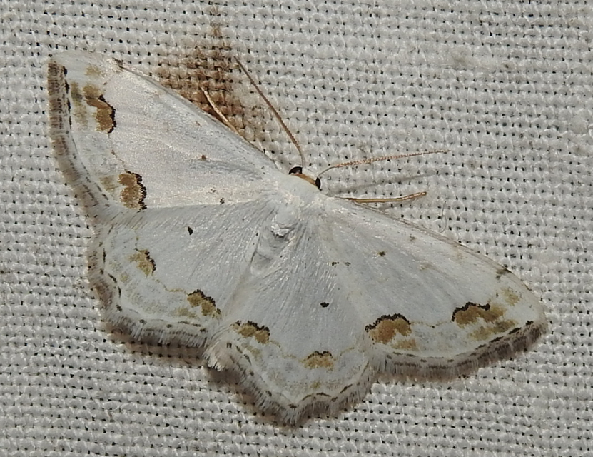 Scopula ornata - díszes fehéraraszoló
