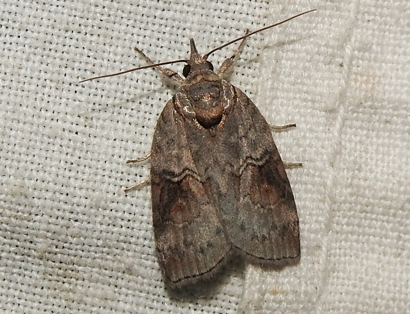 Nycteola asiatica - nyárfa-trapézbagoly